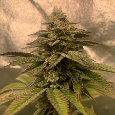 Artificial Red growlog timeline photo