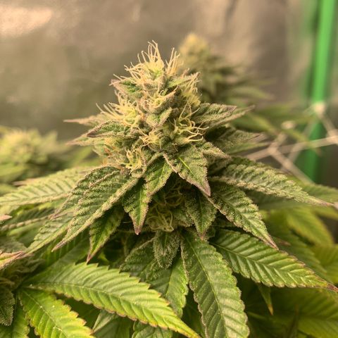 Artificial Red growlog timeline photo