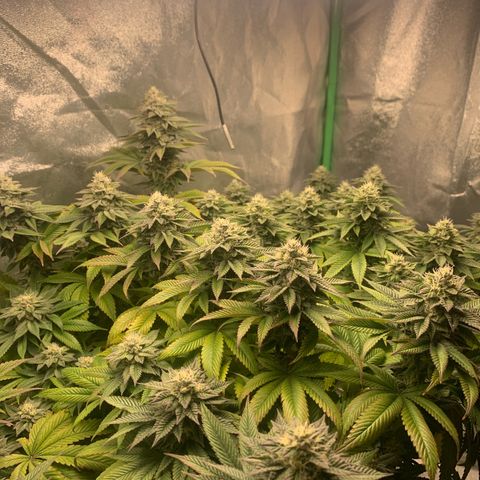 Artificial Red growlog timeline photo
