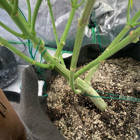 Artificial Red growlog timeline photo