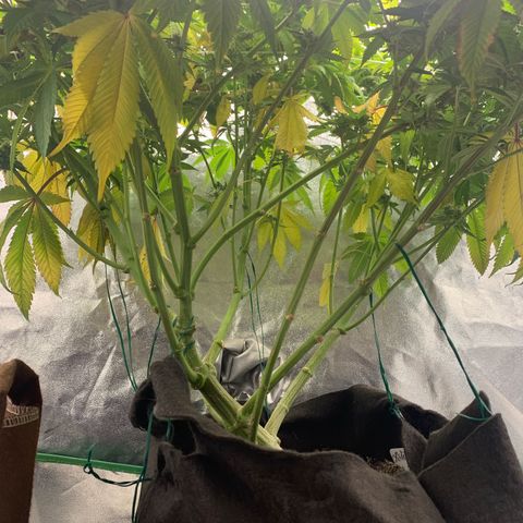 Artificial Red growlog timeline photo