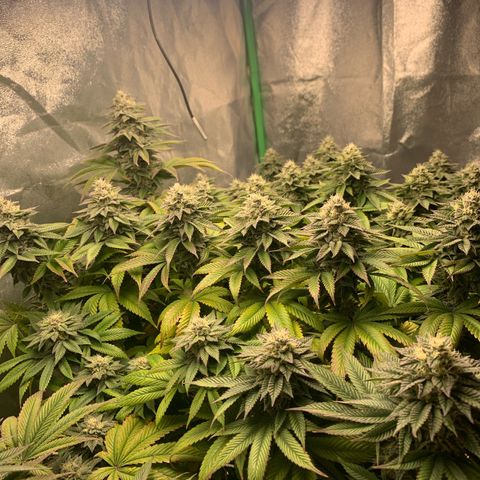 Artificial Red growlog timeline photo