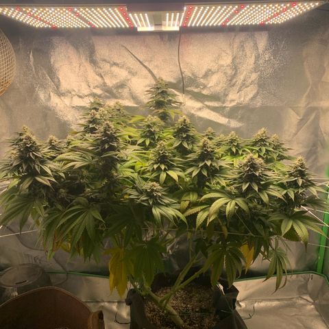 Artificial Red growlog timeline photo