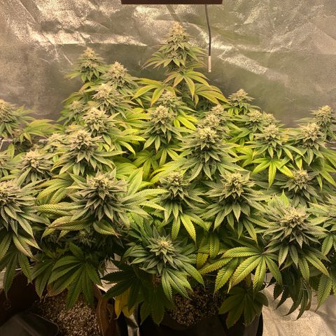 Artificial Red growlog timeline photo