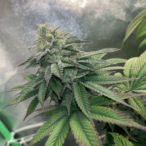 Artificial Red growlog timeline photo