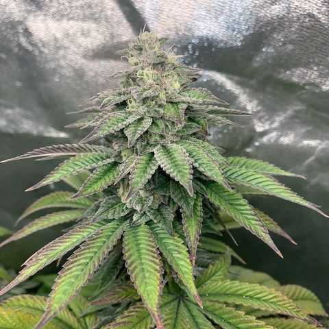 Artificial Red growlog timeline photo