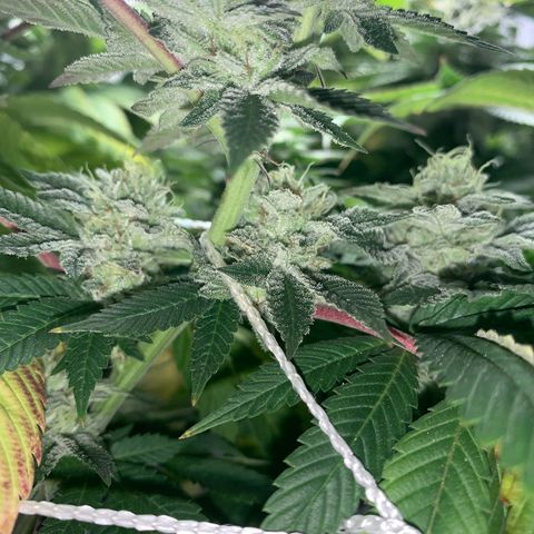 Artificial Red growlog timeline photo