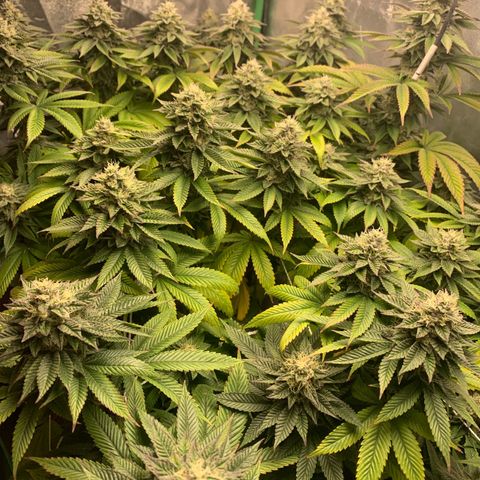 Artificial Red growlog timeline photo