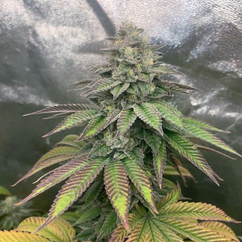 Artificial Red growlog timeline photo