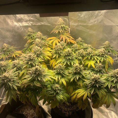 Artificial Red growlog timeline photo