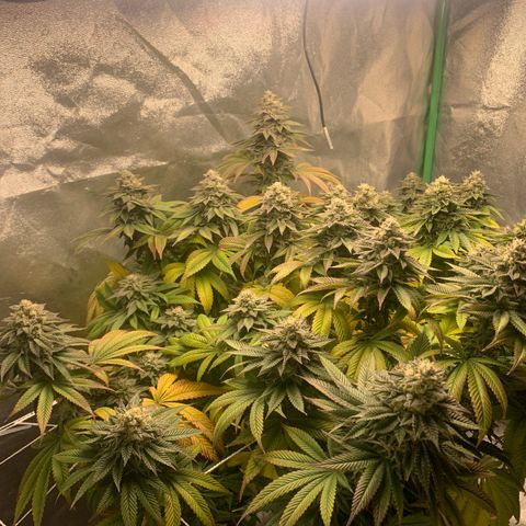 Artificial Red growlog timeline photo