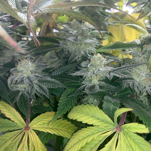 Artificial Red growlog timeline photo