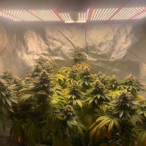Artificial Red growlog timeline photo