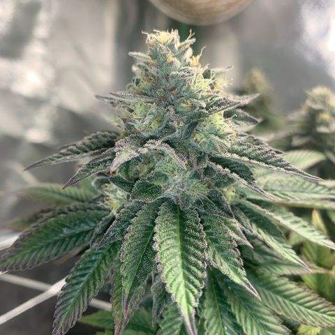 Artificial Red growlog timeline photo