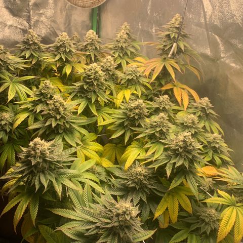 Artificial Red growlog timeline photo