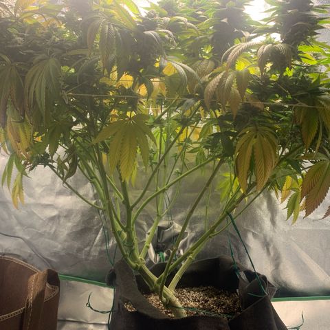 Artificial Red growlog timeline photo