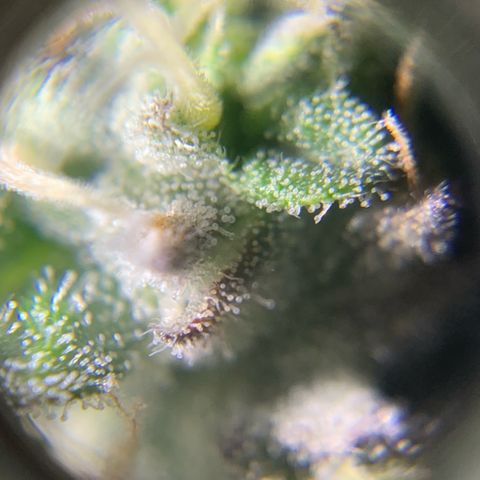 Artificial Red growlog timeline photo