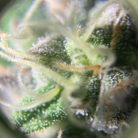 Artificial Red growlog timeline photo