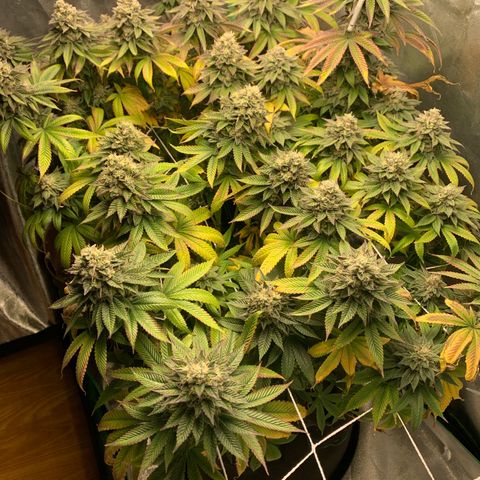Artificial Red growlog timeline photo