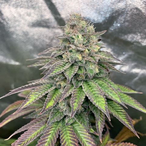 Artificial Red growlog timeline photo