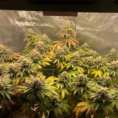 Artificial Red growlog timeline photo