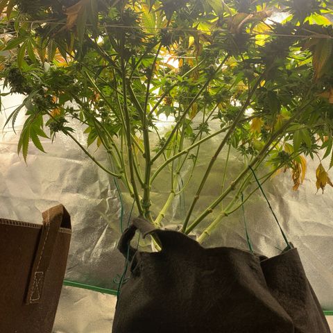 Artificial Red growlog timeline photo