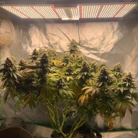 Artificial Red growlog timeline photo