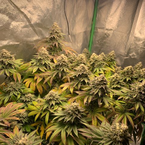 Artificial Red growlog timeline photo