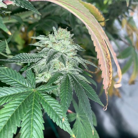 Artificial Red growlog timeline photo