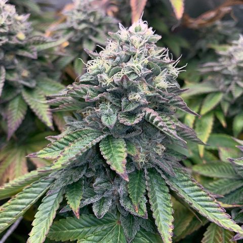 Artificial Red growlog timeline photo
