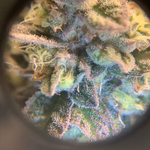 Artificial Red growlog timeline photo