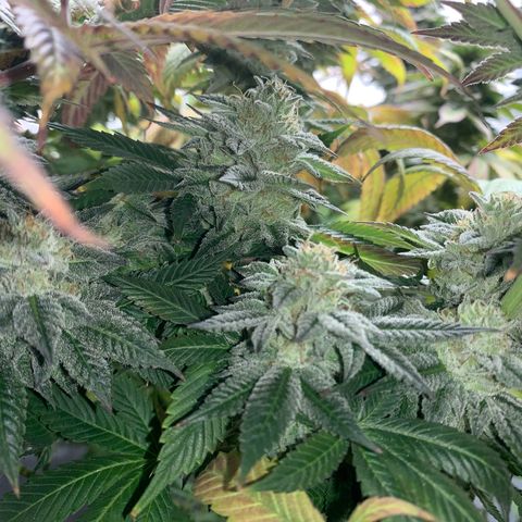 Artificial Red growlog timeline photo