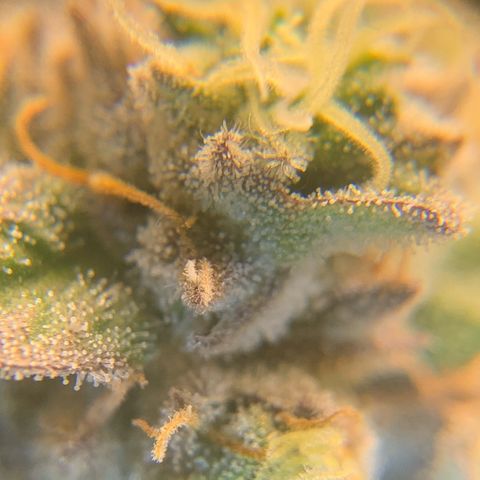 Artificial Red growlog timeline photo