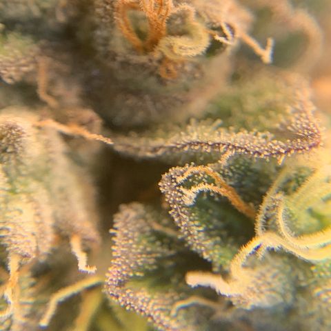 Artificial Red growlog timeline photo