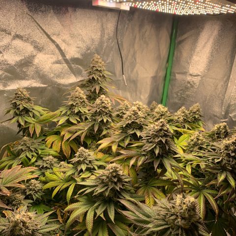 Artificial Red growlog timeline photo