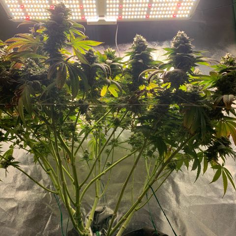 Artificial Red growlog timeline photo