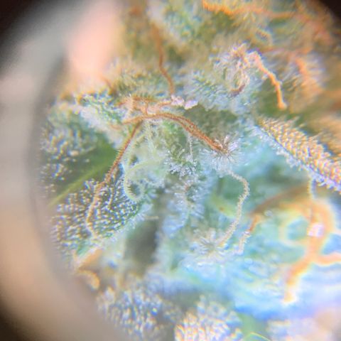 Artificial Red growlog timeline photo