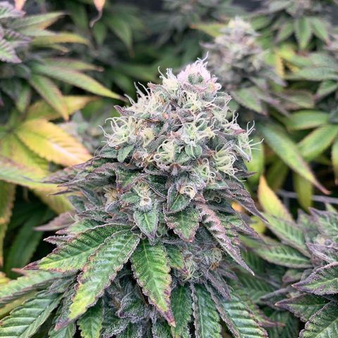 Artificial Red growlog timeline photo