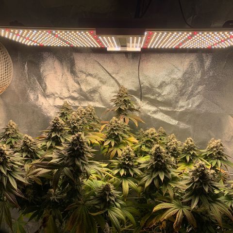 Artificial Red growlog timeline photo