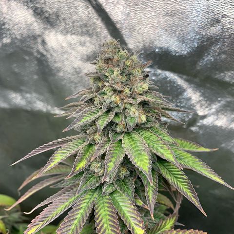 Artificial Red growlog timeline photo