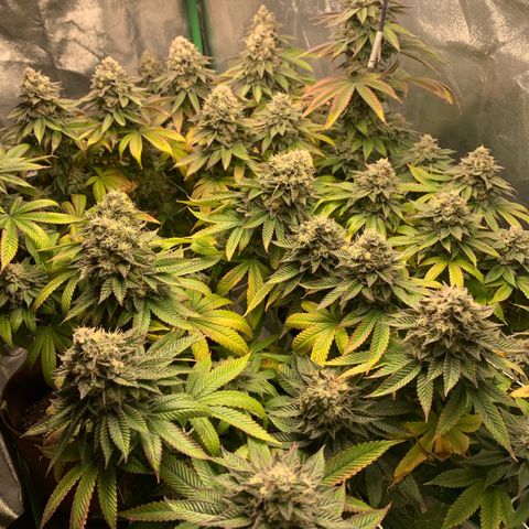 Artificial Red growlog timeline photo