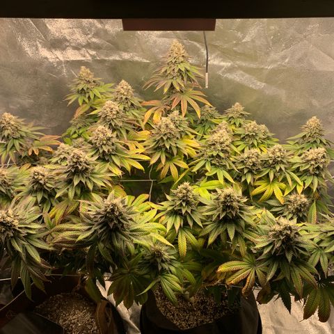 Artificial Red growlog timeline photo