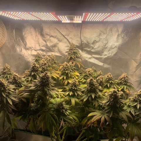 Artificial Red growlog timeline photo