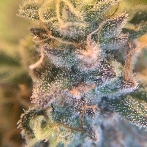 Artificial Red growlog timeline photo