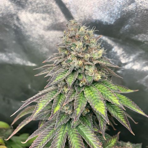 Artificial Red growlog timeline photo