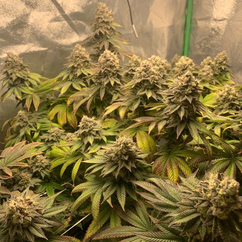 Artificial Red growlog timeline photo