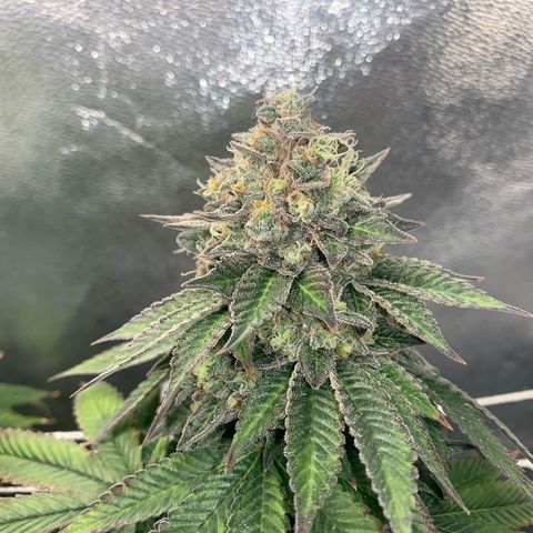 Artificial Red growlog timeline photo
