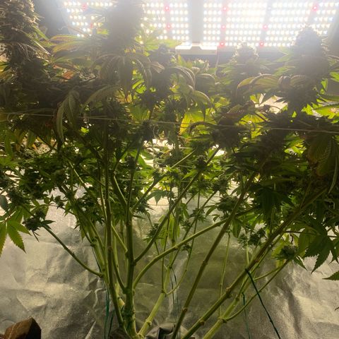 Artificial Red growlog timeline photo