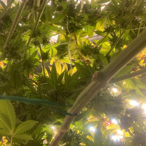 Artificial Red growlog timeline photo