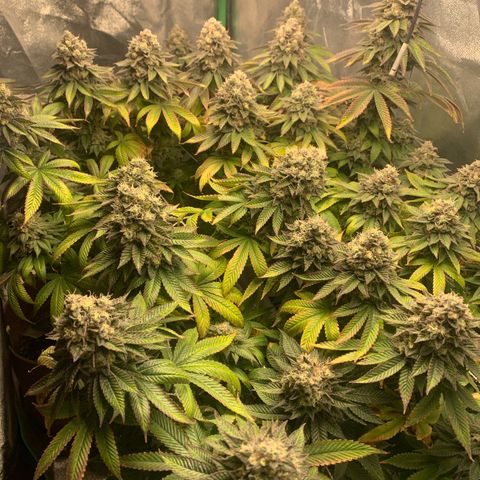 Artificial Red growlog timeline photo
